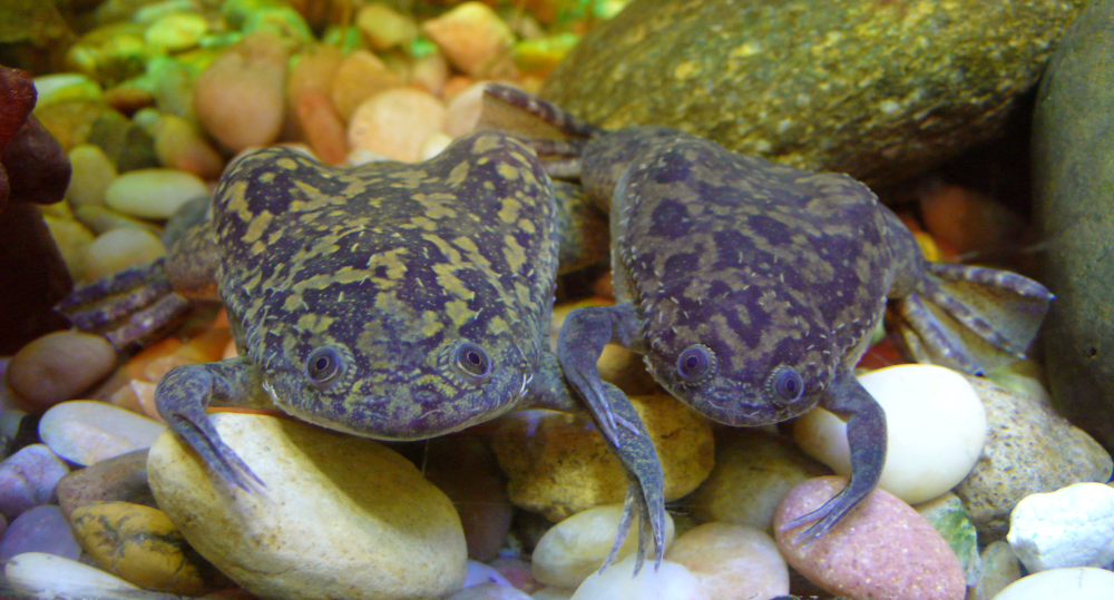 two Xenopus laevis frogs next to each other, they have dark skin and speckled backs